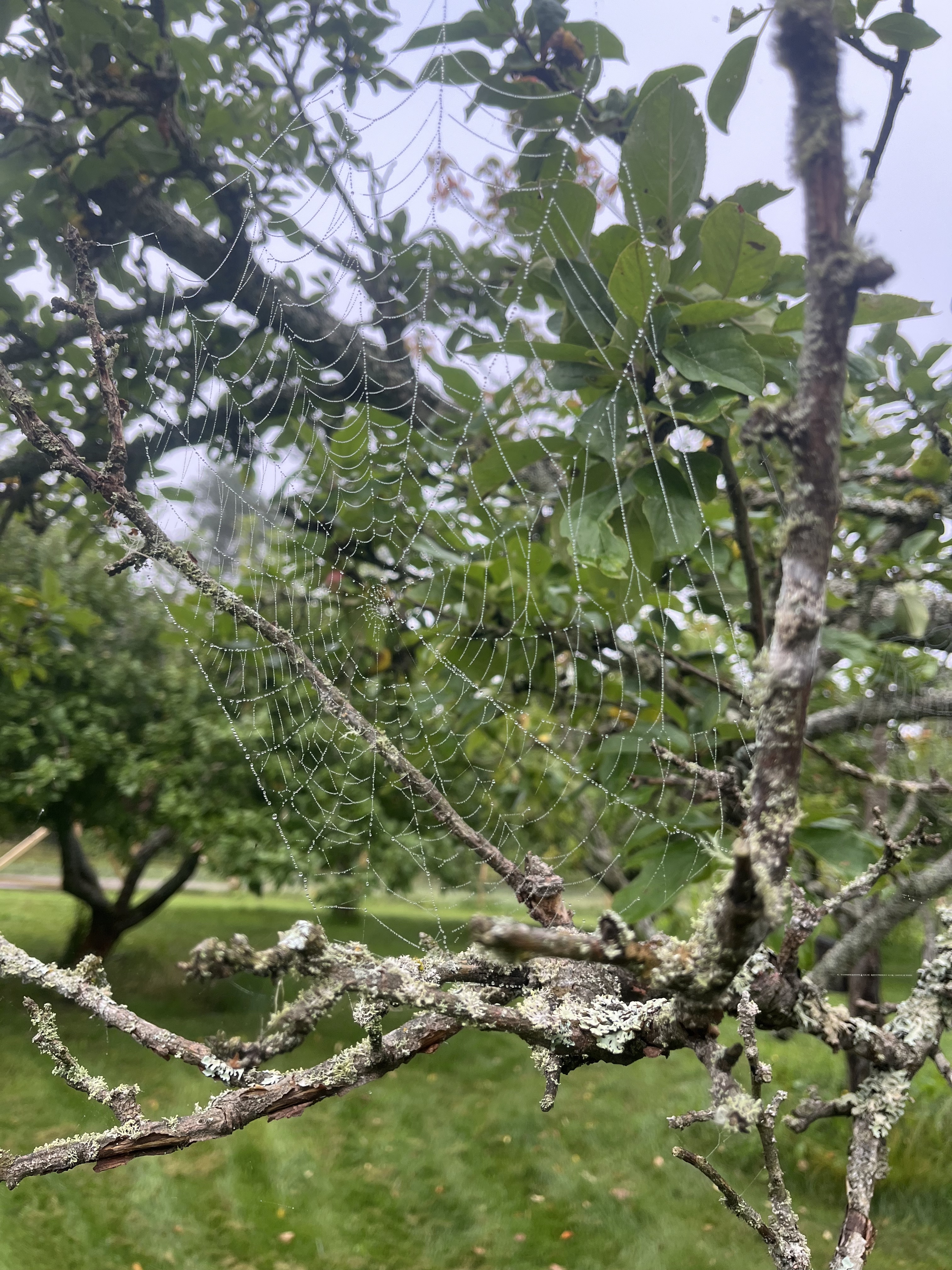 Hämähäkinverkko kastepisaroilla