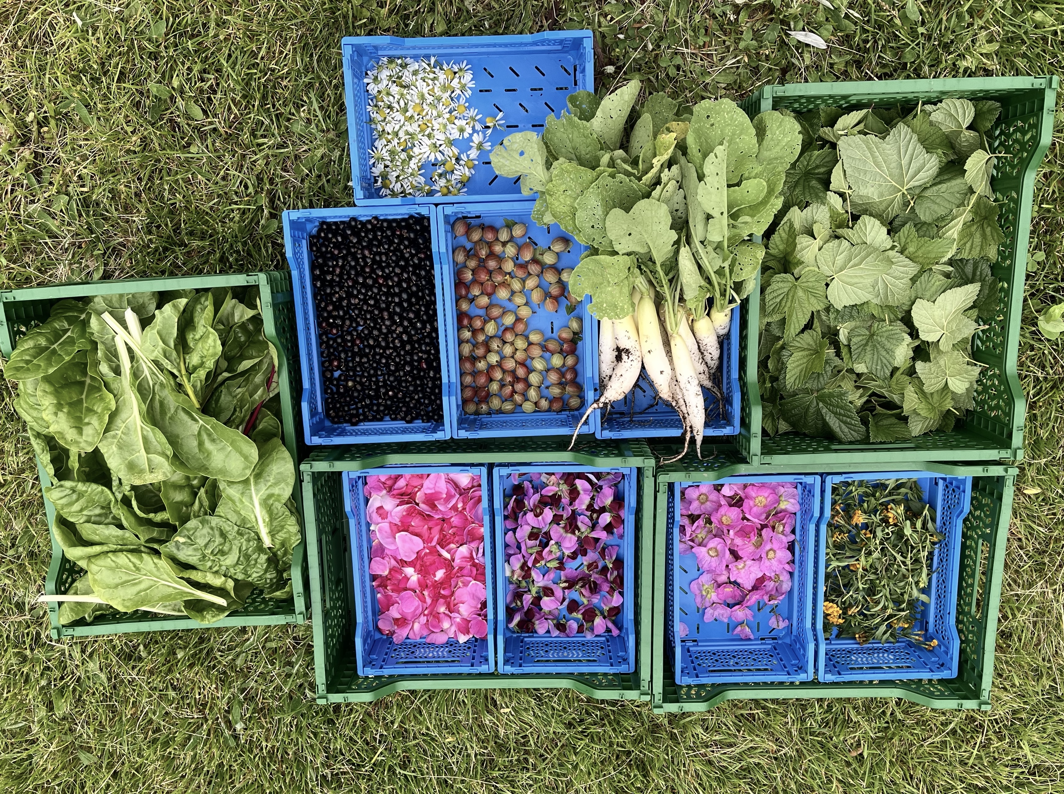 Sadonkorjuuta Iiris & Ira tilalla